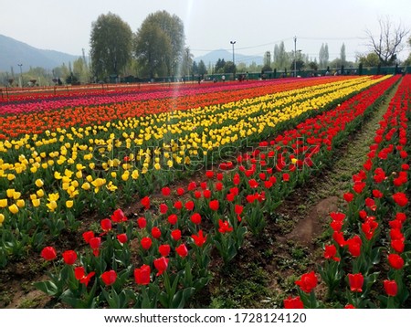 It is a photo from Sreenagar, Kashmir, India. Tulip garden.