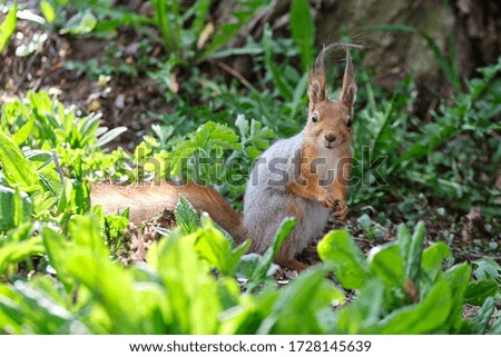 A young funny very curious squirrel sits on the ground and looks into the camera.
