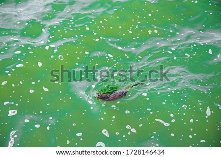 Coypu rodent semi aquatic animal swim in dirty water polluted nature reservoir environment ecology disaster concept wild life picture 