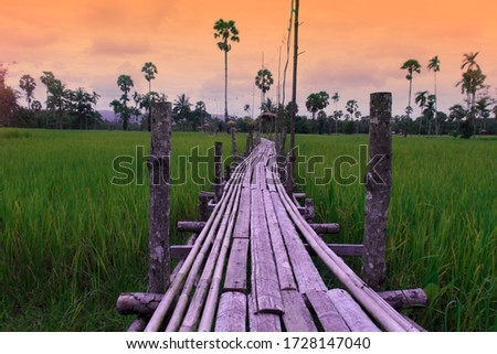 Nature background of bamboo wooden path way at green rice field with sugar palm trees evening twilight sunlight & sun ray in summer on orange & purple sunset sky, tropical travel & agriculture concept