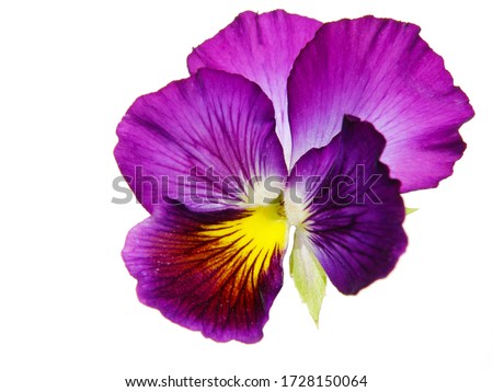 macro closeup of pretty purple pink yellow viola pansy flower isolated on white with space for text