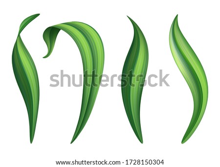 digital botanical illustration, tropical green leaves collection, nature design elements, spring grass clip art set isolated on white background
