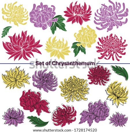 Vector set of images. Vector decorative sketch, illustration. Chrysanthemums