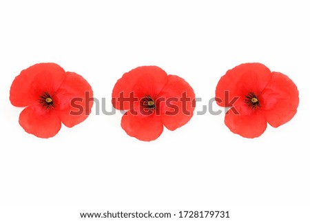 decorative card, collage of natural red poppy flowers on white background