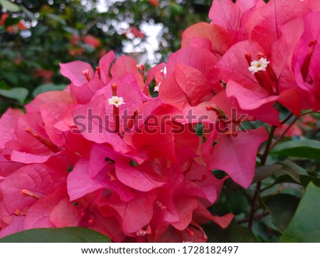 flowers kertas bougenviles flowers , beatiful garden and flowers red