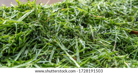 lawn background - fresh cut grass in garden