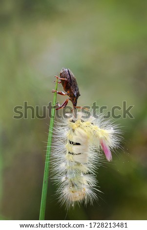 Shield bug with Pale Tussock moth caterpillar prey on a grass stem, close up with blurred green background and copy space.
