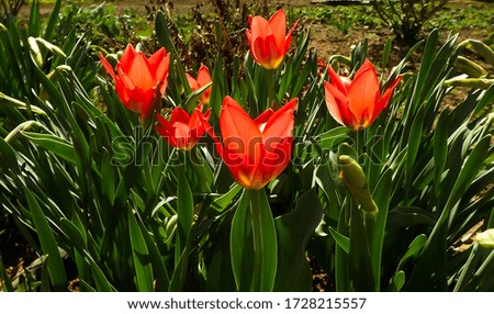 The first opened tulips in the garden