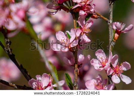 Cherry blossoms, close-up, spring nature.