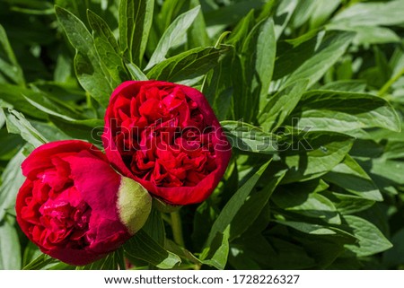 Beautiful bright peony flowers in the flower garden. two Maroon blooming peonies in the garden on a blurred background of green peony leaves close up in spring