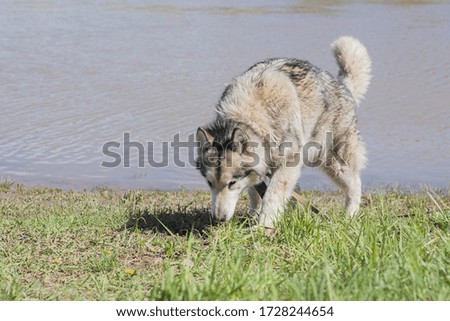 Purebred dog Alaskan Malamute walks by the river