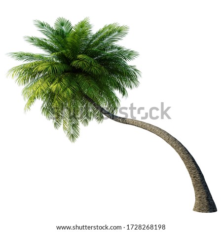 Coconut Palm tree isolated on white background 6.5m