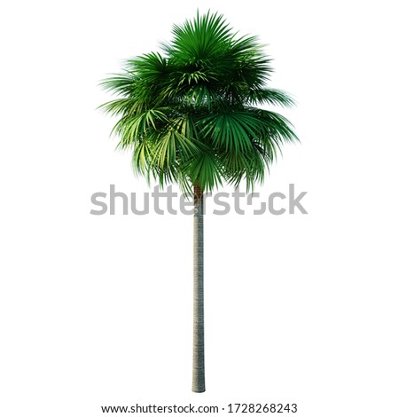 Palm tree isolated on white background 10m