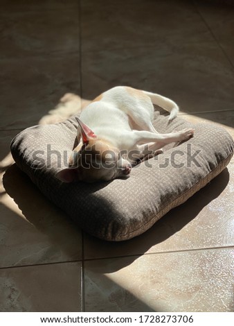 Sleeping white little chihuahua dog