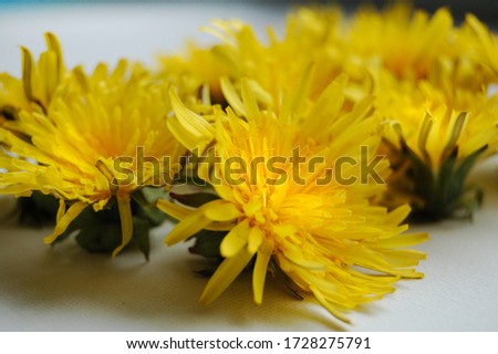 sunny yellow dandelions close up