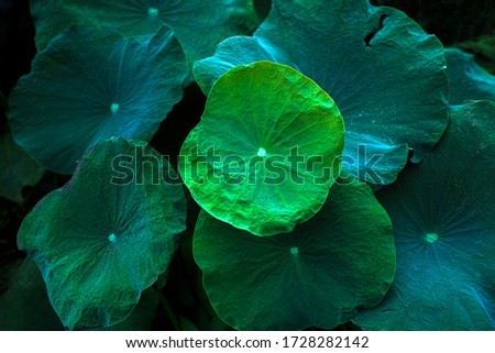 Detail of lotus leaf present detail in natural plant  cloud be design in background picture or  other texture work  
