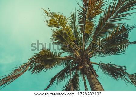 
Vintage coconut tree background sky