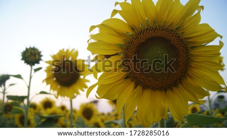 sun flower lampang city in lampang