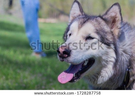 Portrait of a beautiful purebred dog Alaskan Malamute, female
