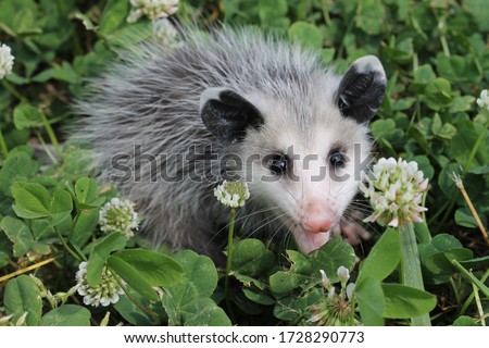 Cute possum chilling in the green grass