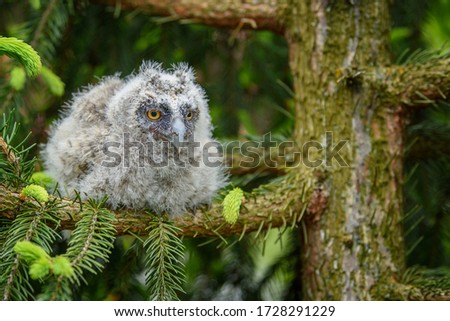 Baby Long-eared owl owl in the wood, sitting on tree trunk in the forest habitat. Beautiful small animal in nature