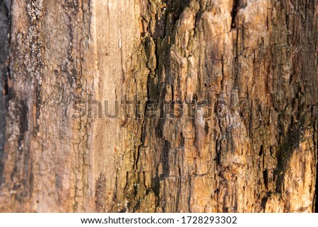 Rustic tree bark texture. Old stem of an old tree.Dark brown old   texture background.Wooden bark close up.Embossed texture of the brown crust.Tree crust . Seamless  tree texture