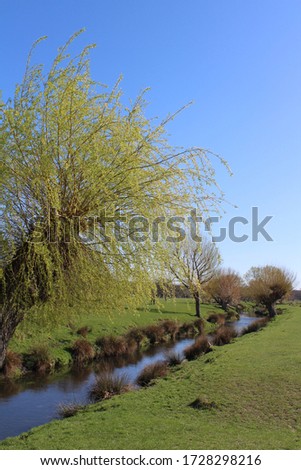 Picture of a tree with fresh green leaves. The tree is pictured besides a river, found in a park