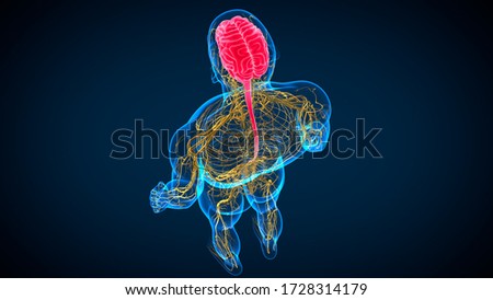 3D Illustration Human Brain Anatomy with Nervous System For Medical Concept