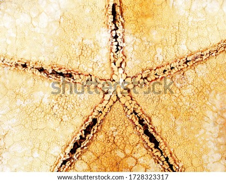 Starfish bottom view macro, background, texture