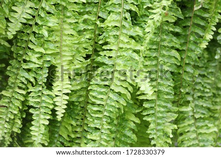  Lush green fern delicate leaves 
