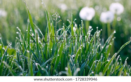 Fresh green grass growing in the meadow with drops of morning dew in the sun light