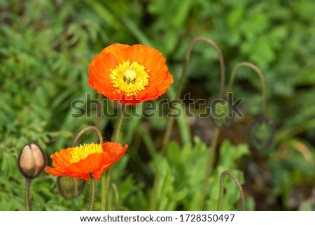 Blooming poppies with raindrops on a green glade.