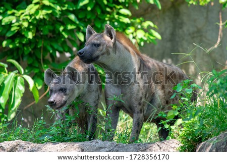 Two angry hyenas looking for food in a forest