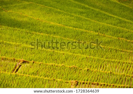 The picture of step rice fields with soft sunlight from northern of Thailand, young rice plant in the step rice field
