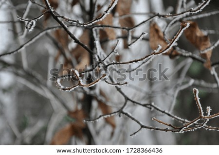 Frozen leafless branches in winter