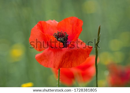 
Open red poppy flower in spring