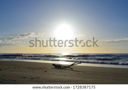 calabria sunset by the sea with bee background and branches carried by the storm