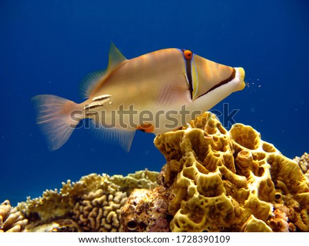 Picasso. Fish - a type of bone fish. Triggerfish (Balistidae). Rinecant Picasso.