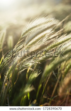 Stalks of dry grass in a field at sunset