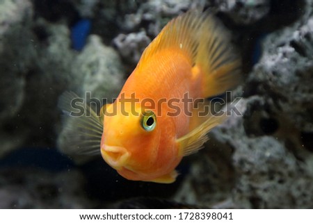 
a goldfish in an aquarium