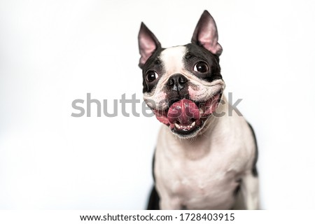 Portrait of a funny and happy Boston Terrier dog with a smile and tongue out on a white background in the Studio.