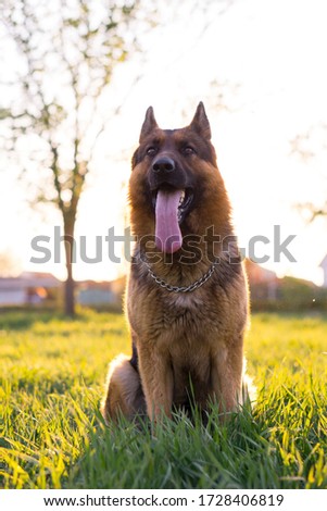 German shepherds execute commands in the park.