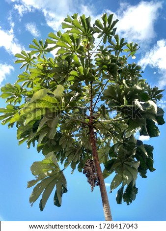 Embaúba (Cecropia pachystachya) is a tree of the Urticaceae family, also known as embaúva, imbaúba, umbaúba, umbaubeira, ambaíba, sloth tree and umbaúba-do-brejo. Medicinal use.