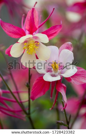 Pink flowers with white petals in full blow in spring show tenderness and beauty of nature in gardens and parks for garden lovers and filigree blossoms with a composite bloom as mothers day gift