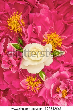 beautiful pink peony flowers with white single rose. floral background