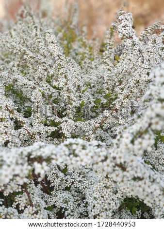 Feel the spring with spring white flowers in Ilsan, Korea
