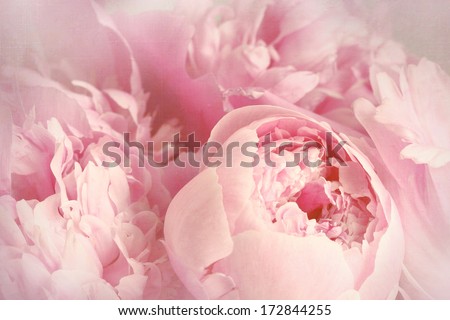 Closeup of peony flowers 