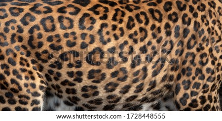 Leopard pattern design. Real fur Skin texture. Animal print pattern tile background