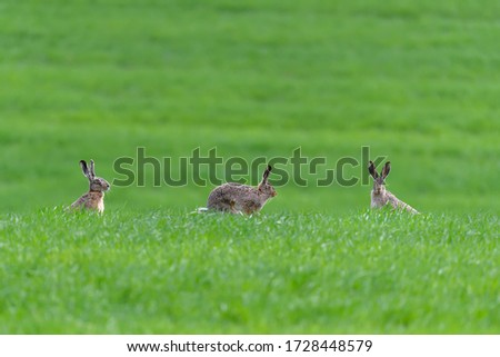 Three cute hare sitting in spring grass. Wildlife scene from nature. Animal on the meadow