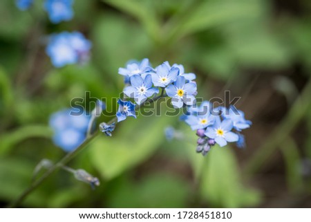 Forget-me-not, Myosotis sylvatica, beautiful blue flower